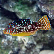papuan toby puffer canthigaster papua salt water fish salt water fish tank fish tank