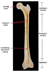 The head of a long bone that is separated from the shaft by the epiphyseal plate until bone growth stops. Long Bone