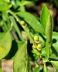 Bunch of lady finger green healthy banana fruit at the tree and ready to harvest. Dropping Green Fruit Citrus Trees Azplantlady Com