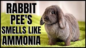 Reason Why Your Rabbit S Pee Smells Like Ammonia Youtube