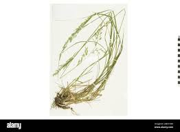 Image result for Dignathia gracilis