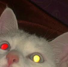 cats pets cute zlye koshki ya lyublyu koshek horki