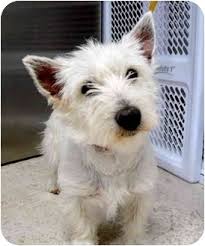 We are open and have remained open throughout the pandemic. West Highland Terrier For Adoption Near Me Off 78 Www Usushimd Com
