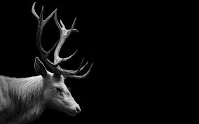 Black And White Deer Pictures Beautiful Stagehttps I Redd It Z3ubn0m2xo931 Jpg Deer Wallpaper Animal Wallpaper Deer Art
