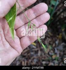 Image result for Olyra latifolia