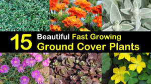 In mild climates, it remains green year round and begins blooming in early spring. 15 Beautiful Fast Growing Ground Cover Plants