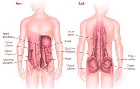 We all hear about the appendix, the appendix being removed, appendicitis, etc. Pin On Exercise