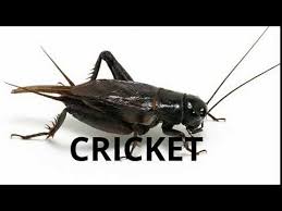 Download royalty free insect cricket sound effects and stock audio with mp3 and wav clips available from videvo. Cricket Meme Sound Youtube