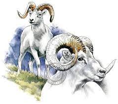 this item is unavailable etsy art des animaux sauvages du mouton animalier coloriage de monstre