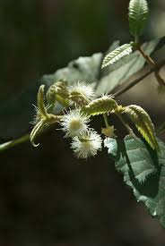 Image result for Cunoniaceae