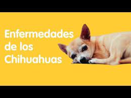 Pin En Mi Chihuahua