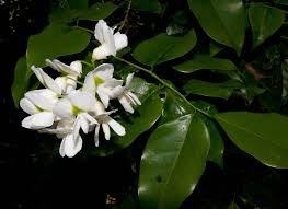 Image result for Craibia zimmermannii