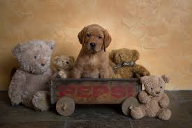 We breed english fox red lab puppies. Balsam Branch Kennel Fox Red Lab Puppies For Sale Located In Balsam Lake Wisconsin