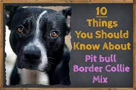 Border collie / pit bull terrier mixed breed dogs. 10 Things To Know About The Pit Bull Border Collie Mix Zooawesome