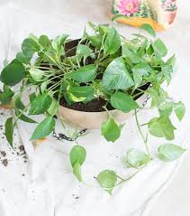 A bowl or pot (the rocks are good if you don't have holes in the bottom of your pot for drainage, but i recommend you do drill holes if. How To Plant In Pots Without Drainage Holes Easy Guide