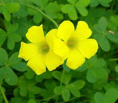 Image result for Oxalis oligotricha