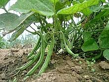 Make sure you look carefully at each if you have all of these materials, you can follow the process of canning green beans and enjoy fresh green beans all winter long without. Green Bean Wikipedia