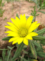 Image result for Hirpicium gazanioides