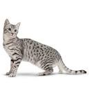 Egyptian Mau Breeder & Kittens for Sale from Belle Hollow ...