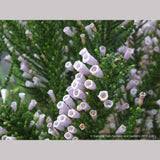 Image result for Fabiana imbricata