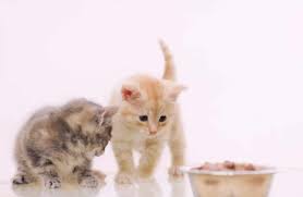 Your vet says your cat has crystals in his urine and a diet change is in order to prevent further problems such as urinary obstruction and bladder stones. Best Cat Food For Urinary Crystals In 2021 Goodcatlife
