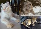 Tailless Cat Breeds - MySmelly Animal Community