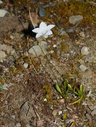 Image result for Wahlenbergia ramosissima