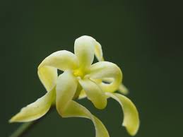 Image result for Cryptolepis cryptolepioides