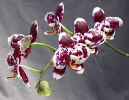 Sb Digssanta Barbara International Orchid Show Orchid Show Beautiful Orchids Delphinium Flowers