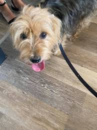 DOG302 Razor sharp TD cortina👌.. tidy streetcar . . #prostreetnation  #prostreet #nation #sendit #street #show #race #find #us #on #facebook #and  #instagram #send #in #your #rides #fblifestyle