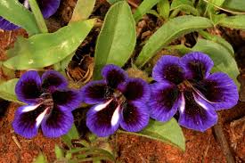 Image result for Aptosimum