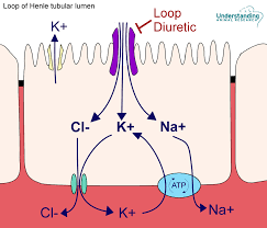 Image result for Loop Diuretic