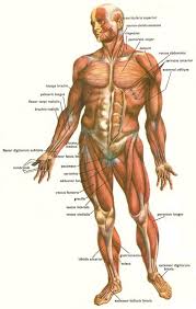 Vector illustration of body and muscles anatomy. Names Www Thaidentist Org Human Anatomy Organs Human Anatomy Art Human Muscle Anatomy Human Anatomy Muscle Anatomy Human Body Muscles Human Body Anatomy