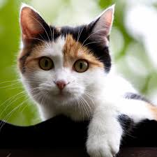 Find another word for cat. Dogs And Cats Living Together Joe Biden Says Feline Will Join White House Pets Joe Biden The Guardian