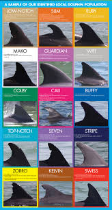 12 Different Dolphin Dorsal Fins Clearwater Marine Aquarium