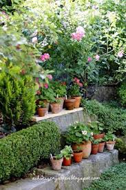 Pelargonien Geranien Trend Alte Sorten Appleblossom Mr Wren Kardinal Balkon Balkonkasten Tontopfe Ideen Naturgarten Topfgarten Ein Schweizer Garten