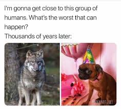 Wolf To Dog Evolution Funny Animal Memes Funny Memes Humor