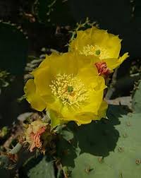 Auscultation of the lung is an important part of the respiratory examination and is helpful in diagnosing various respiratory disorders. Cactus Wikipedia