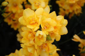 Image result for Bonatea steudneri