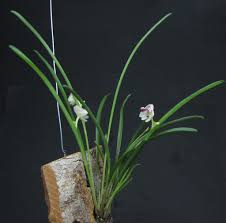 Image result for Polystachya tridentata