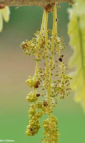 The male flowers, or catkins, have long, drooping stems with several blooms on each stem. White Oak Quercus Alba L