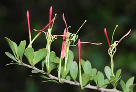 Image result for Actinanthella