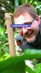 Who’s ready to see some butterflies?! 🦋🙋 #meijergardens #butterfly  #grandrapids #butterflies🦋 #butterfliesareblooming #frederikmeijergardens  #greenhouse #spring