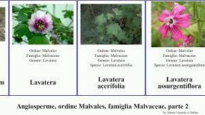 Image result for Melhania prostrata