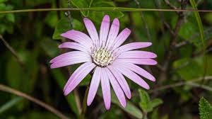 Image result for Gerbera viridifolia