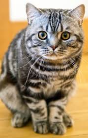 The American Shorthair Cat Cat Breeds Encyclopedia American Shorthair Cat Cat Breeds Fluffy Cat Breeds