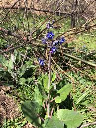 Image result for Boraginaceae