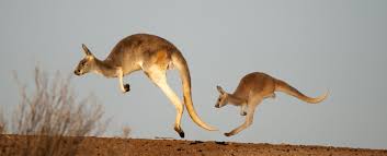 We did not find results for: Kangaroo Symbolism Dreams And Messages Spirit Animal Totems