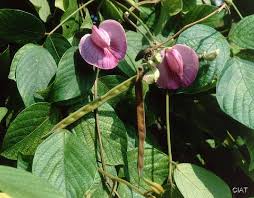 Image result for Centrosema