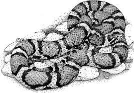 I am trying to draw a grid on screen numbered in a snake pattern in javascript, i have a working grid but it follows the pattern of. Easy To Draw Snake Scales Novocom Top